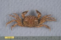 藏品(日本絨螯蟹)的圖片